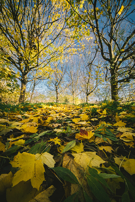 laowa-6mm-lens-sample-photos-04 laowa-6mm-lens-sample-photos-04