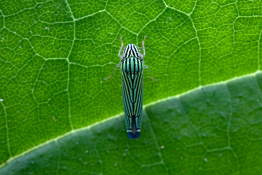 laowa-90mm-2x-macro-samples-1