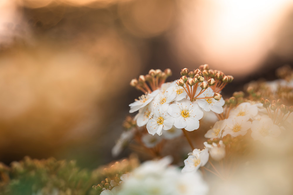 laowa-90mm-2x-macro-samples-2