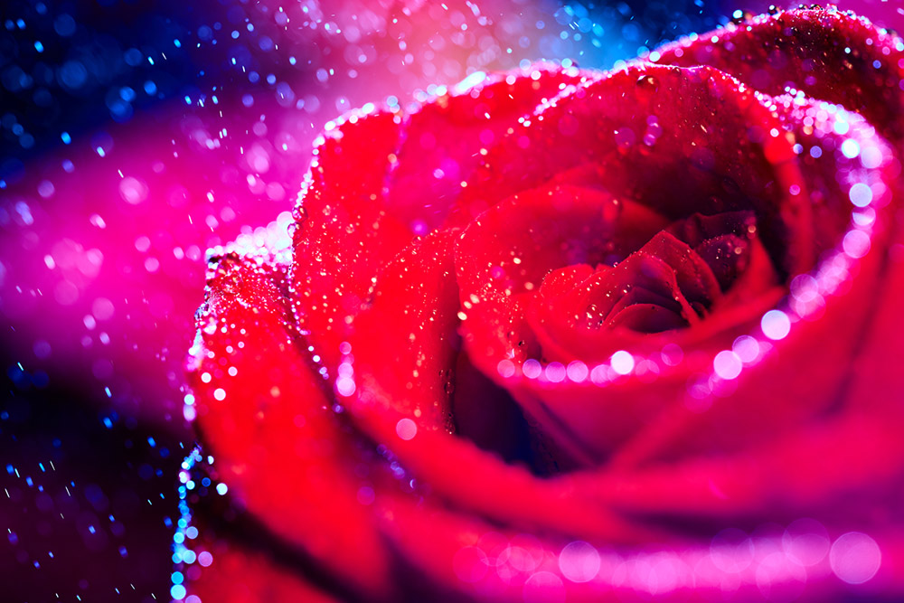 laowa-90mm-2x-macro-samples-4