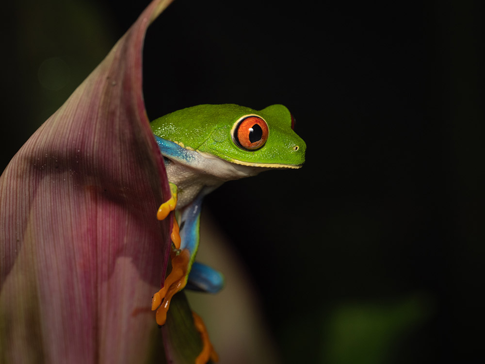 m-zuiko-90mm-macro-lens-sample-1 m-zuiko-90mm-macro-lens-sample-1