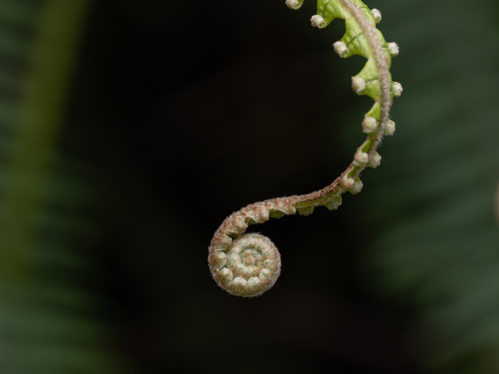 m-zuiko-90mm-macro-lens-sample-3 m-zuiko-90mm-macro-lens-sample-3