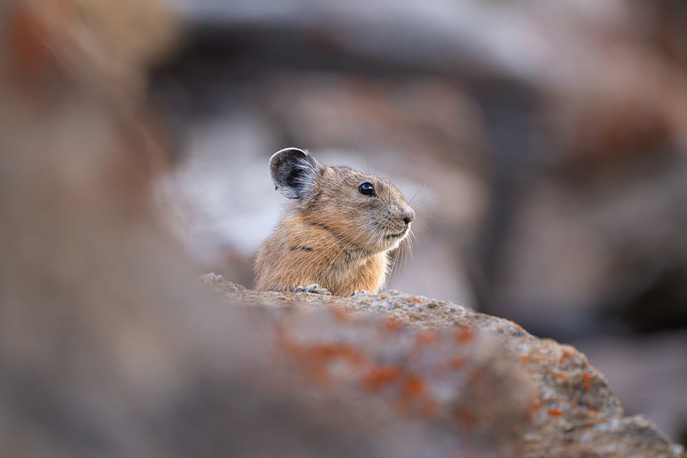 nikon-Z_600_sample-01 nikon-Z_600_sample-01