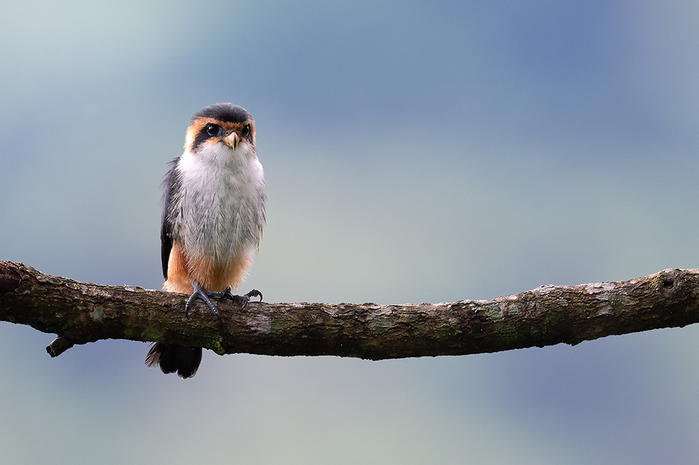 nikon-Z_600_sample-02 nikon-Z_600_sample-02