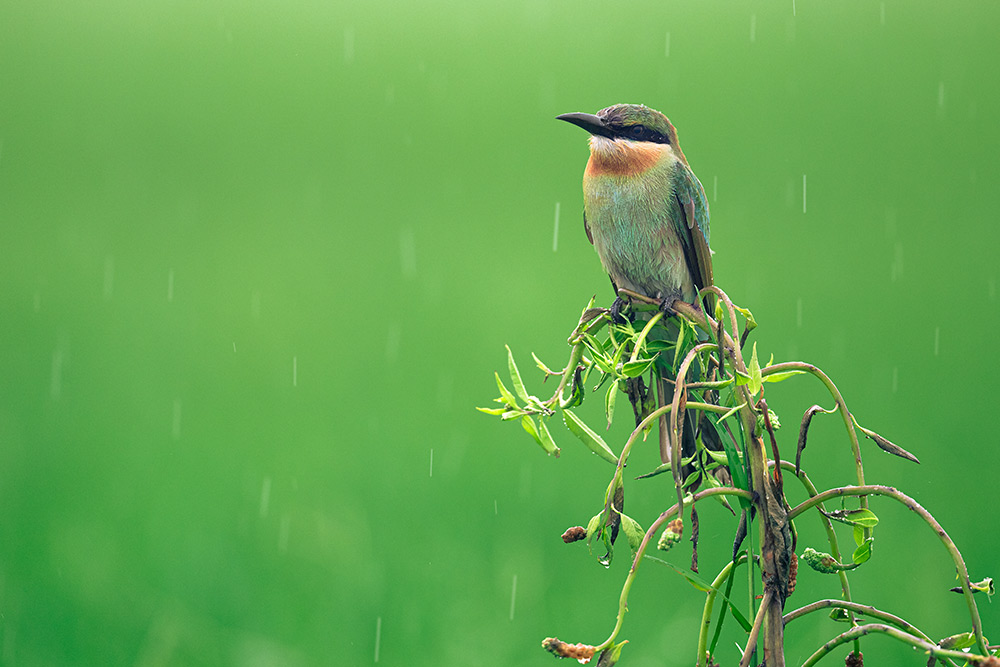 nikon-Z_600_sample-03 nikon-Z_600_sample-03