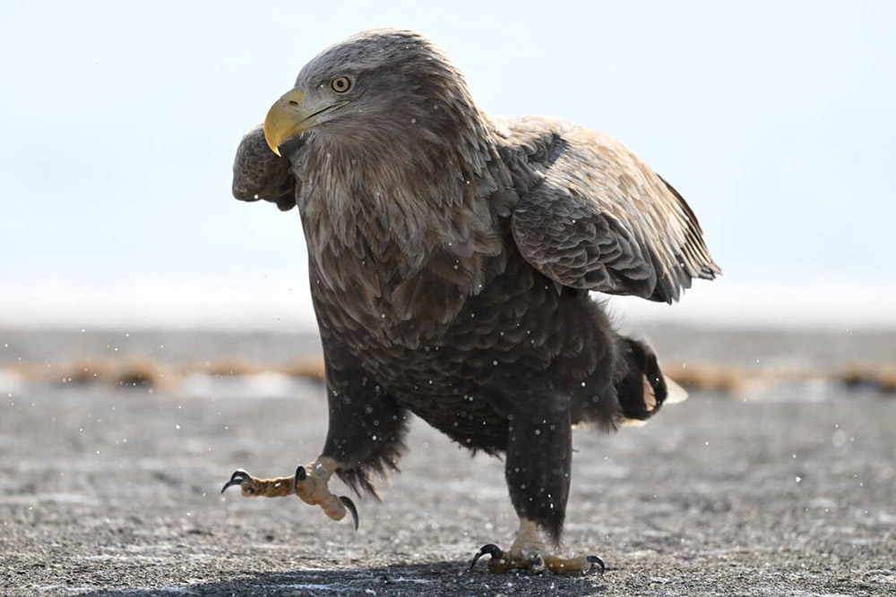 nikon-z-180-600mm-f56-63-vr-lens-01 nikon-z-180-600mm-f56-63-vr-lens-01
