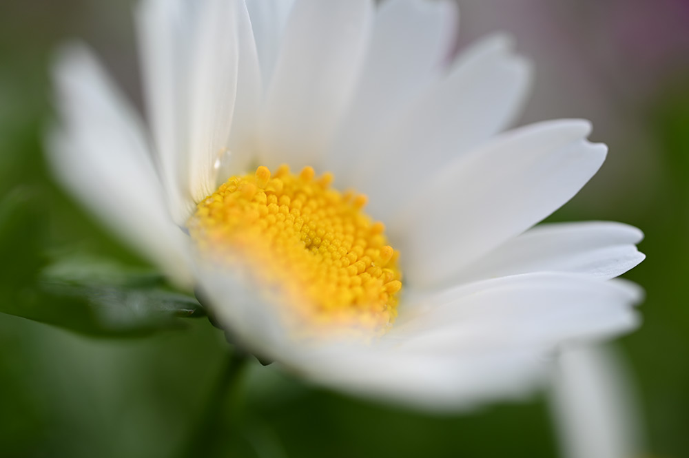 nikon-z-50mm-macro-sample