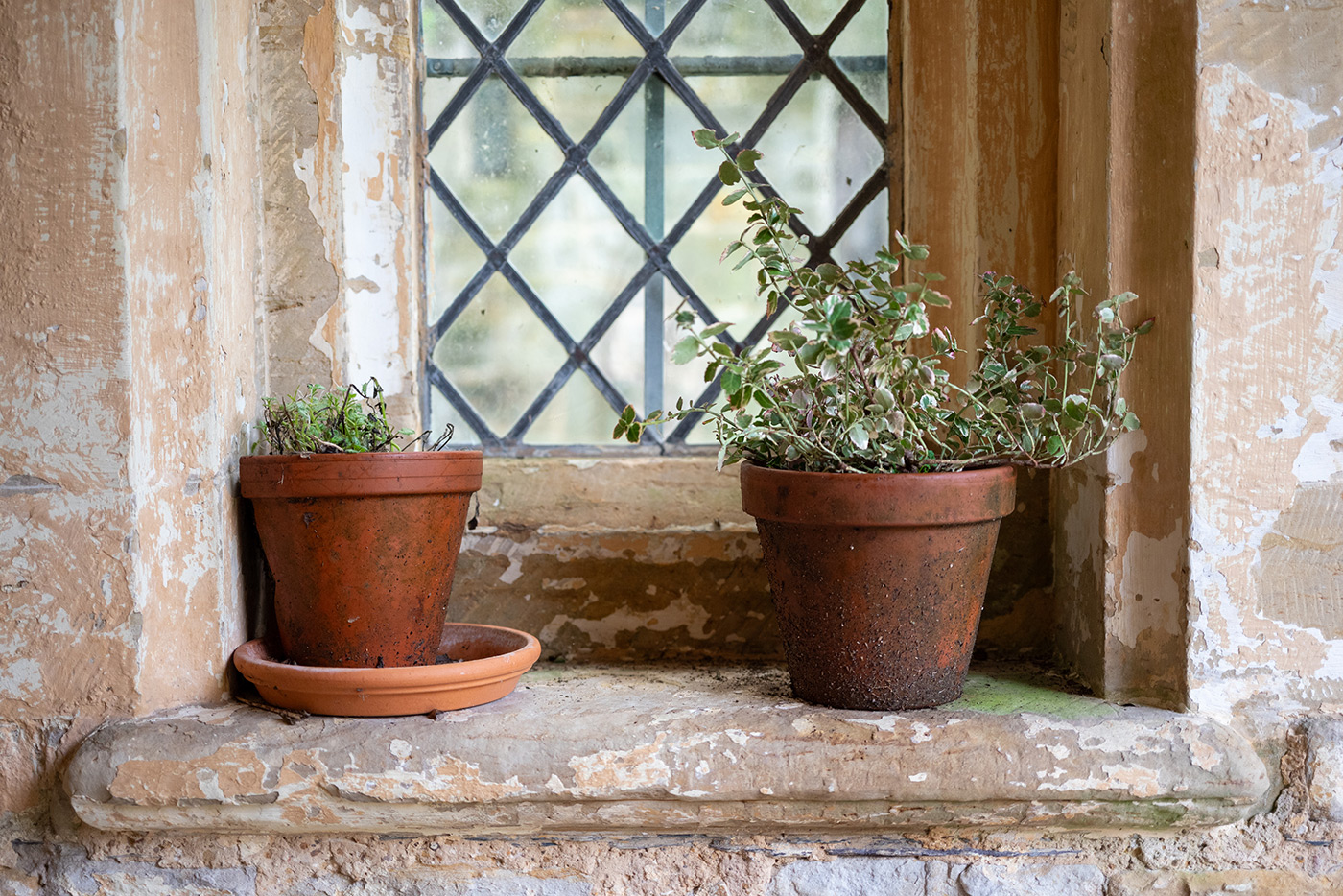 Sample 01 Nikon Z MC 50mm f/2.8 Macro Closeup window with Nikon Z5. Camera settings: 1/200 sec. f/3. ISO 1250 (right click to open larger)