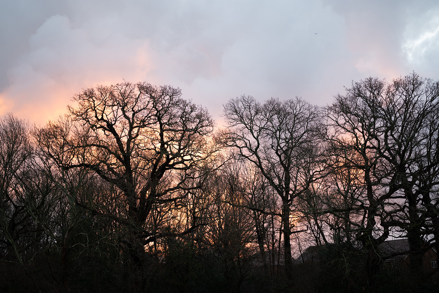 Sample 04 Nikon Z MC 50mm f/2.8 Macro Trees (fringing test) with Nikon Z5. Camera settings: 1/100 sec. f/2.8. ISO 400