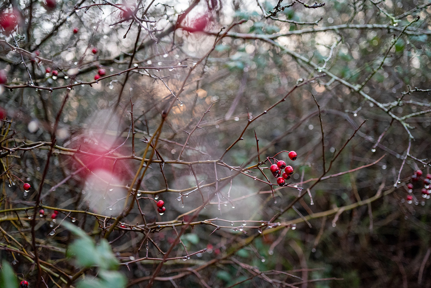 Sample 05 Nikon Z MC 50mm f/2.8 Macro Bokeh with Nikon Z5. Camera settings: 1/250 sec. f/3. ISO 3200