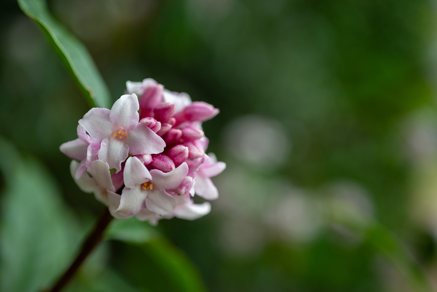 Sample 06 Nikon Z MC 50mm f/2.8 Macro Closeup flowers with Nikon Z5. Camera settings: 1/200 sec. f/4.2. ISO 200