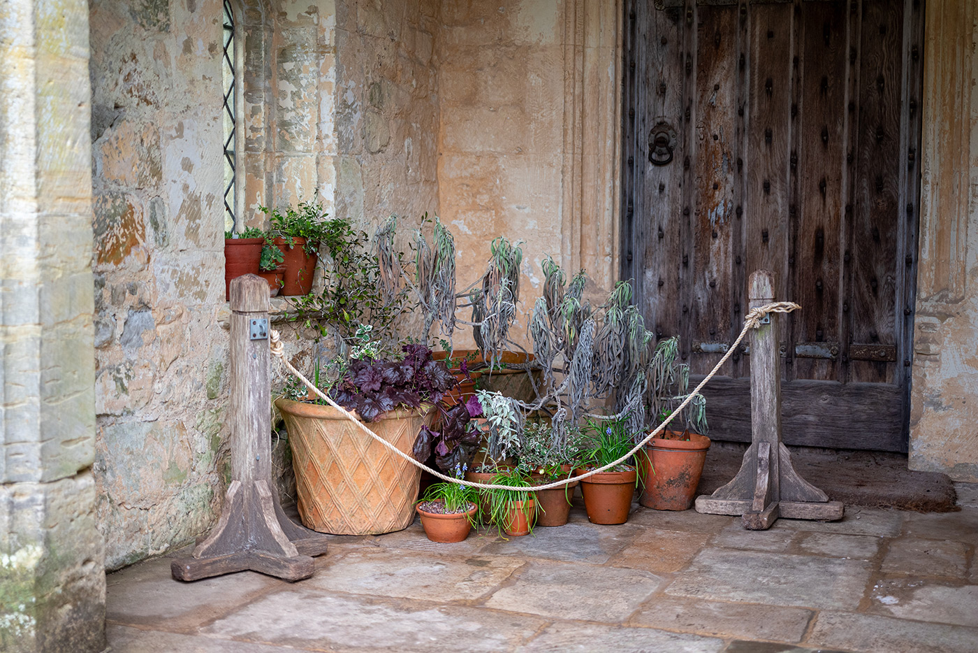 Sample 07 Nikon Z MC 50mm f/2.8 Macro Plants with Nikon Z5. Camera settings: 1/200 sec. f/2.8. ISO 720