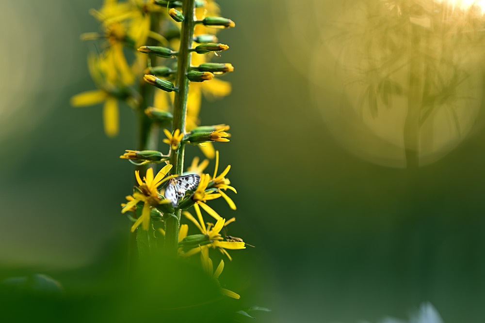 nikon-z-plena-lens-05