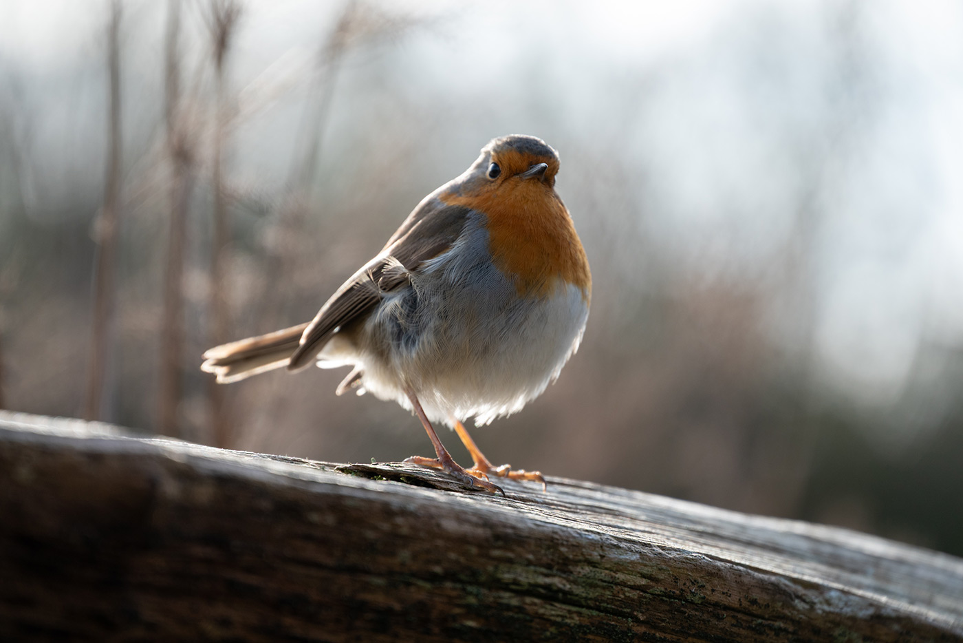 Sample 01 Nikon Z5 Robin with Nikon Z 24-200 mm f/4-6.3 VR Lens @200mm. Camera settings: 1/400 sec. f/6.3. ISO 360