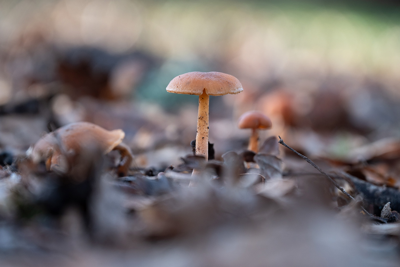 Sample 04 Nikon Z5 Mushroom with Nikon Z 24-200 mm f/4-6.3 VR Lens @170mm. Camera settings: 1/250 sec. f/6.3. ISO 800