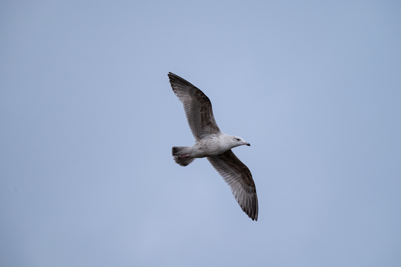 Sample 07 Nikon Z5 Seagull with Nikon AF-S 200-500mm f/5.6E ED VR Lens and FTZ @500mm. Camera settings: 1/1000 sec. f/5.6. ISO 500