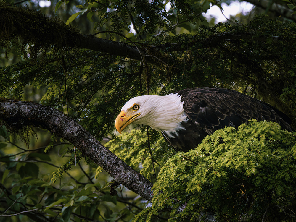 panasonic-g9-ii-eagle-03 panasonic-g9-ii-eagle-03