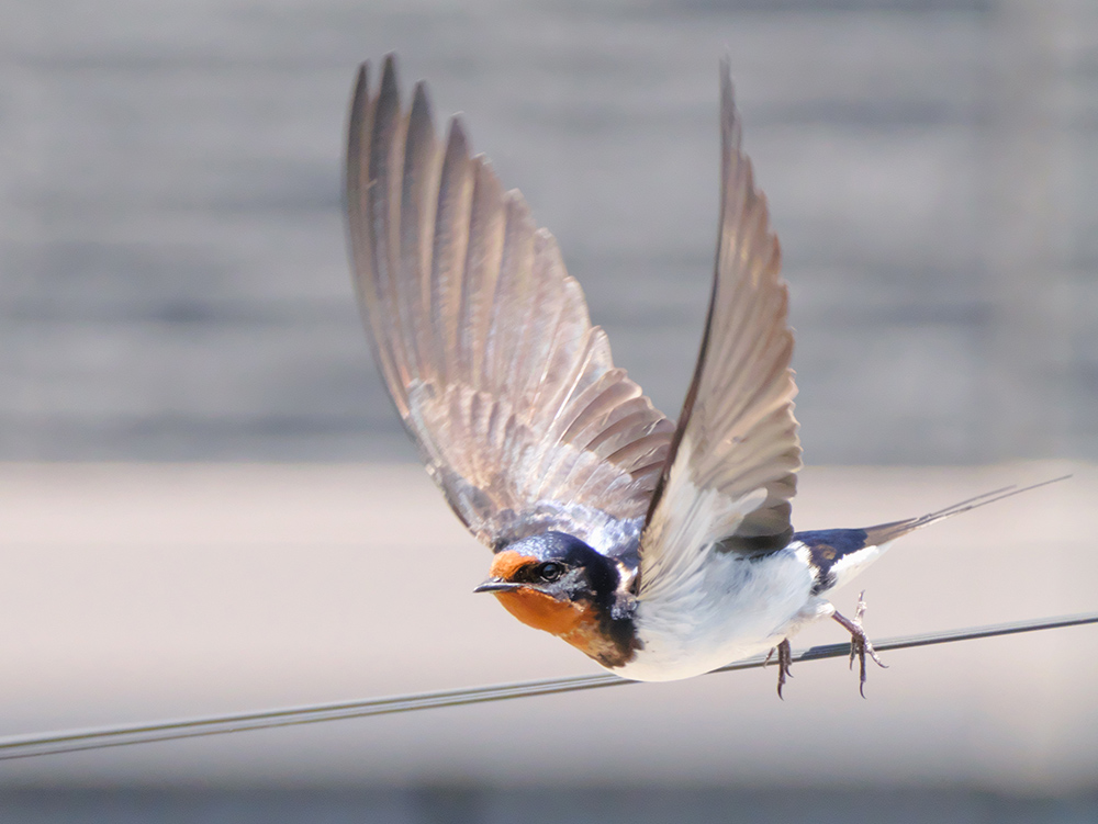 panasonic-g9-ii-with100-400mm-lens-1 panasonic-g9-ii-with100-400mm-lens-1