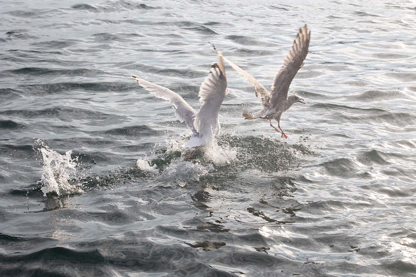 Seagulls