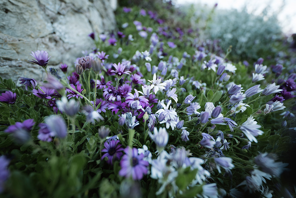 sigma-14mm-lens-sample-01 sigma-14mm-lens-sample-01