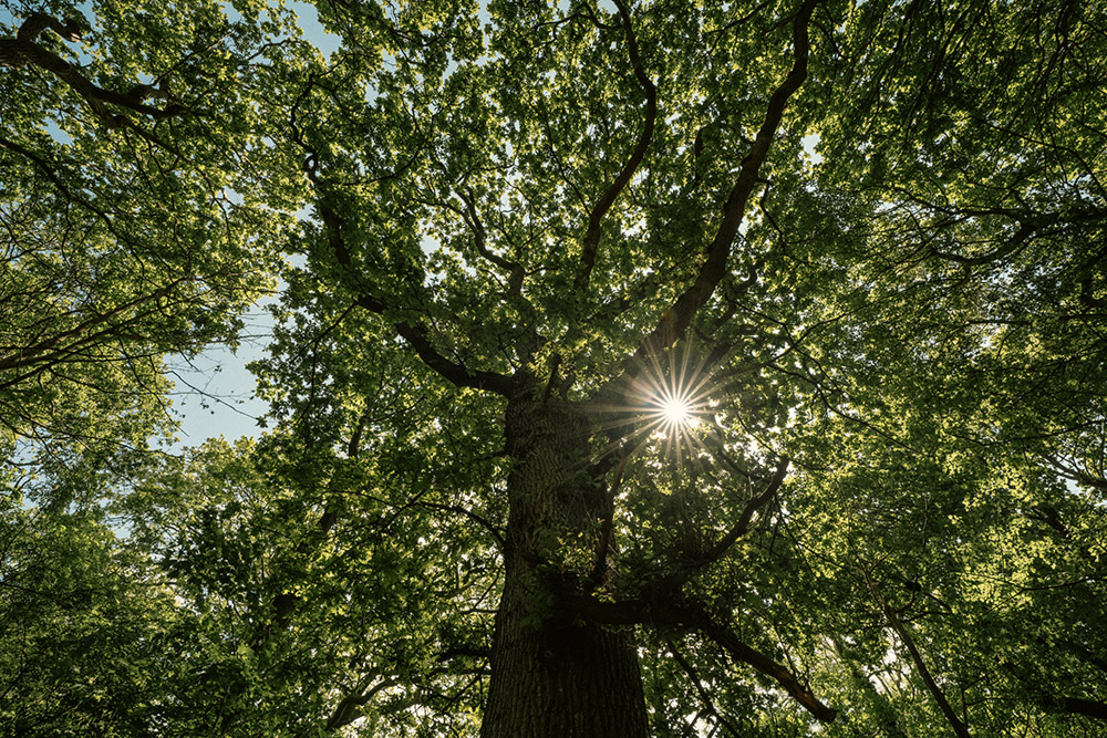 sigma-14mm-lens-sample-05 sigma-14mm-lens-sample-05