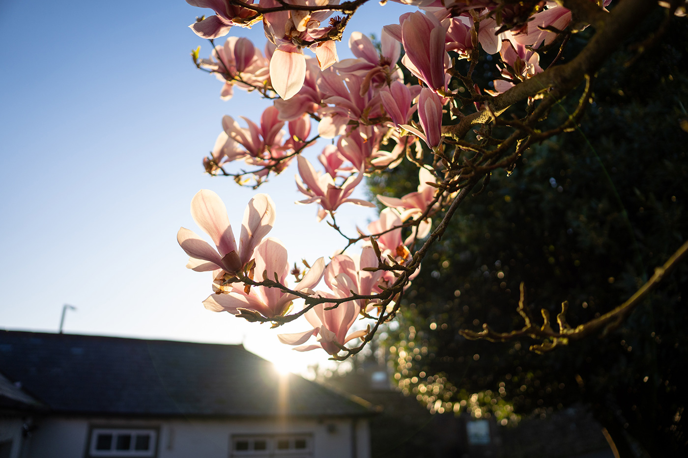 sigma-15mm-f14-dc-lens-sample-02