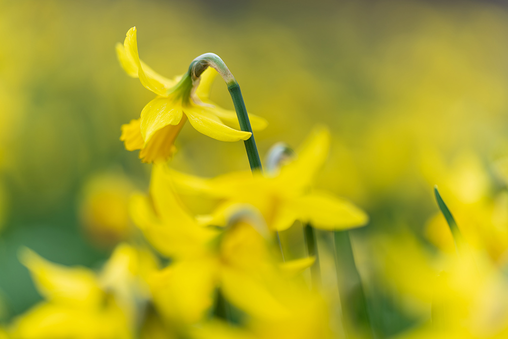 sony-135mm-f18-gm-sample-03 sony-135mm-f18-gm-sample-03