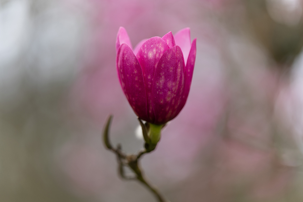 sony-135mm-f18-gm-sample-04 sony-135mm-f18-gm-sample-04