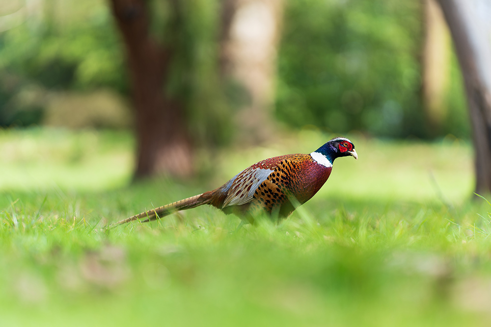 sony-135mm-f18-gm-sample-05 sony-135mm-f18-gm-sample-05