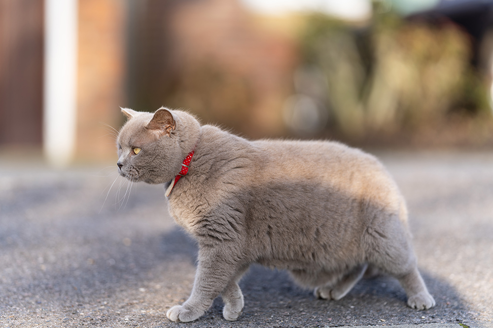 sony-135mm-f18-gm-sample-06 sony-135mm-f18-gm-sample-06