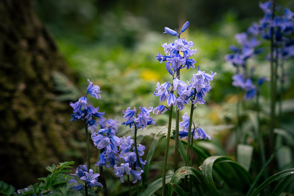 sony-24-70mm-gm-ii-sample-3