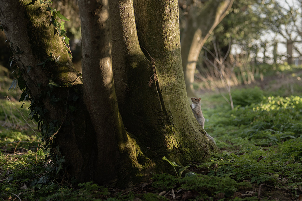 sony-50mm-f14-gm-sample-01 sony-50mm-f14-gm-sample-01