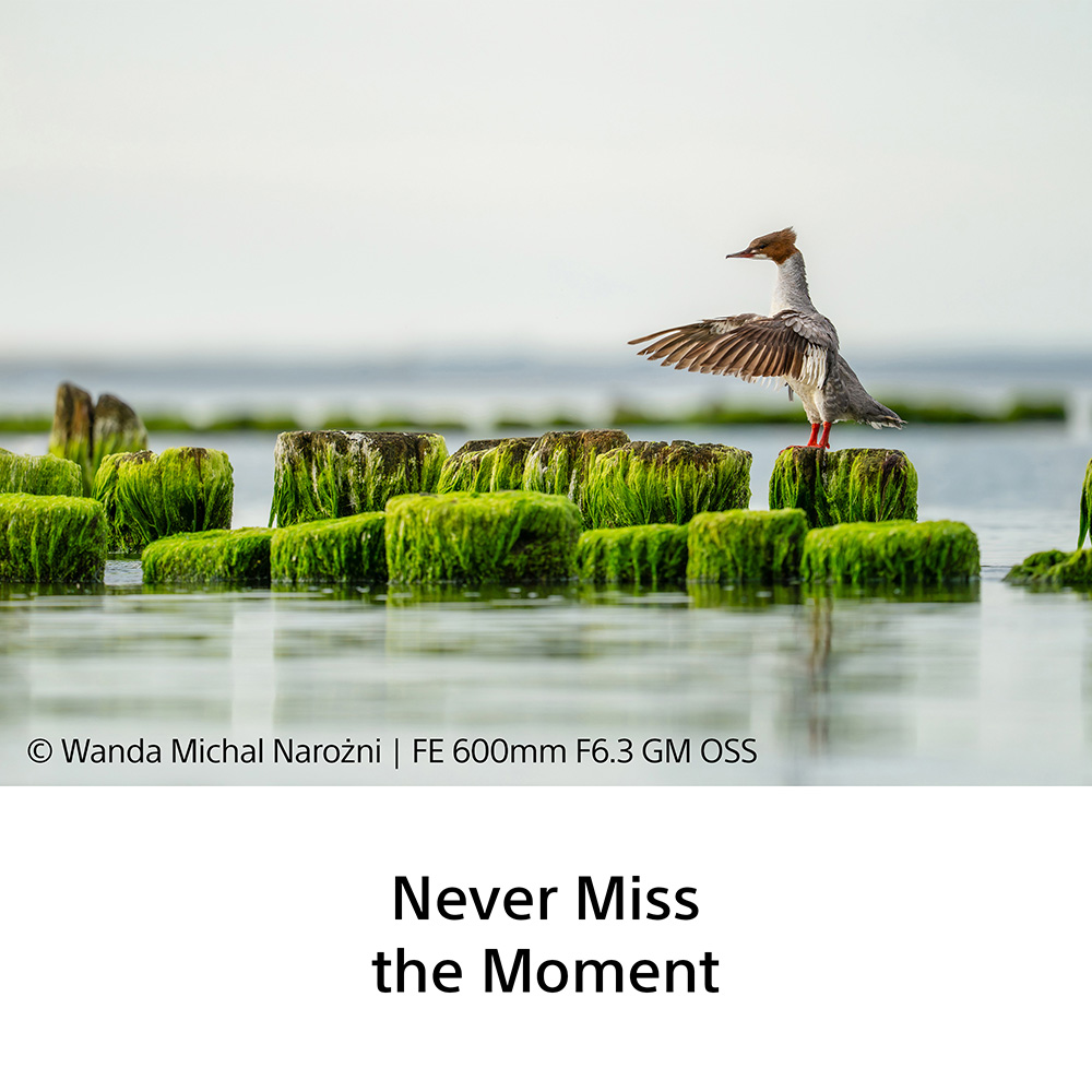 sony-600mm-f45-sample-04 sony-600mm-f45-sample-04