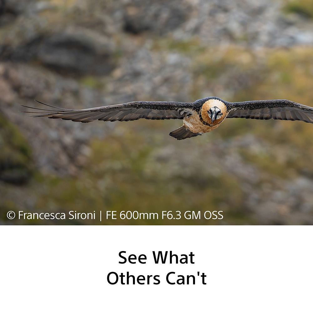 sony-600mm-f45-sample-05 sony-600mm-f45-sample-05