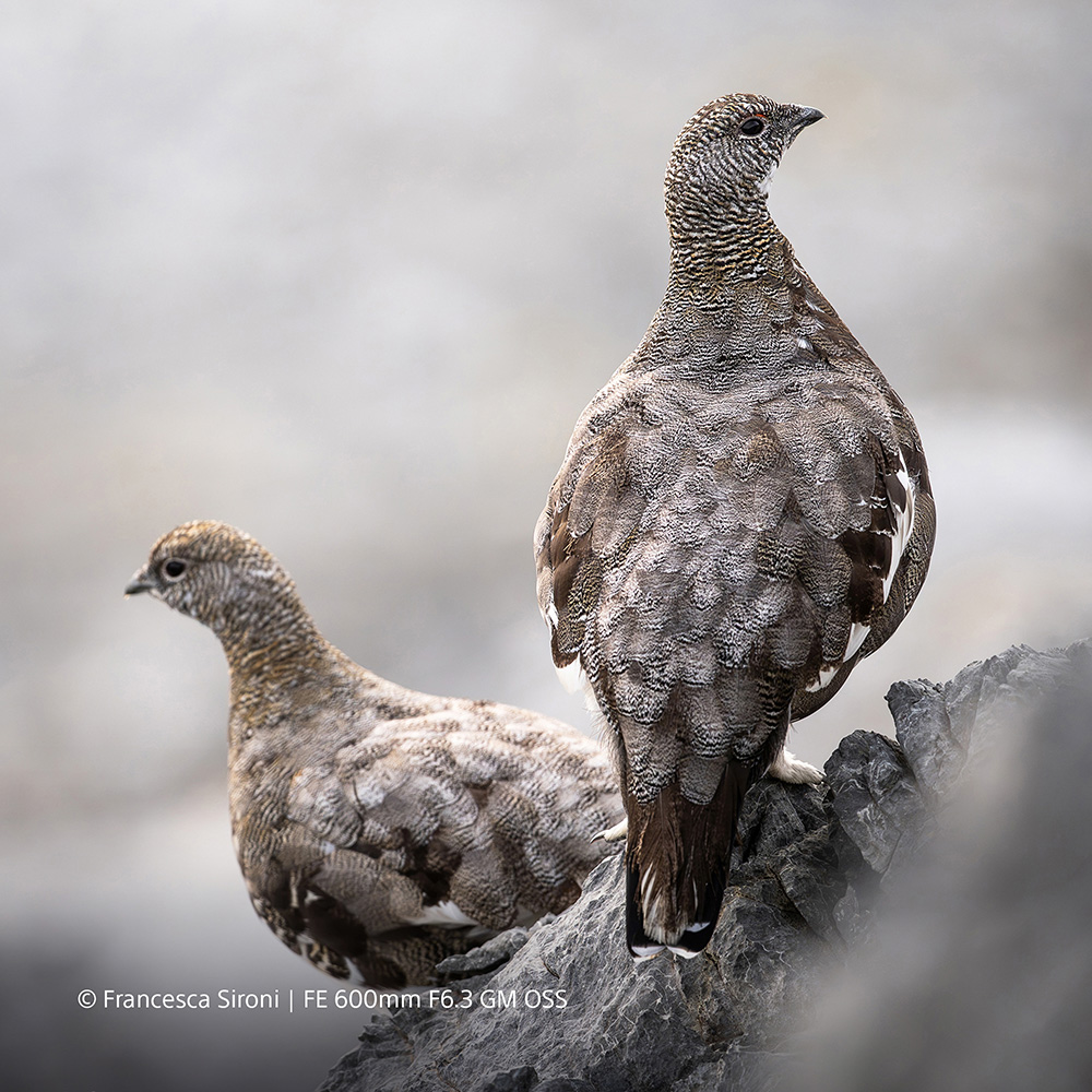 sony-600mm-f45-sample-08 sony-600mm-f45-sample-08