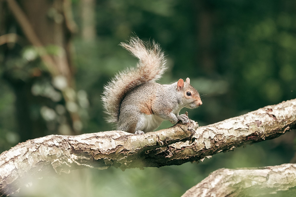 sony-a6700-with-fe-70-200mm-f4-macro-ii-02 sony-a6700-with-fe-70-200mm-f4-macro-ii-02