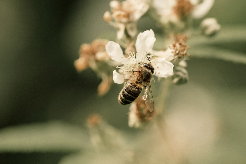 sony-a6700-with-fe-70-200mm-f4-macro-ii-03 sony-a6700-with-fe-70-200mm-f4-macro-ii-03