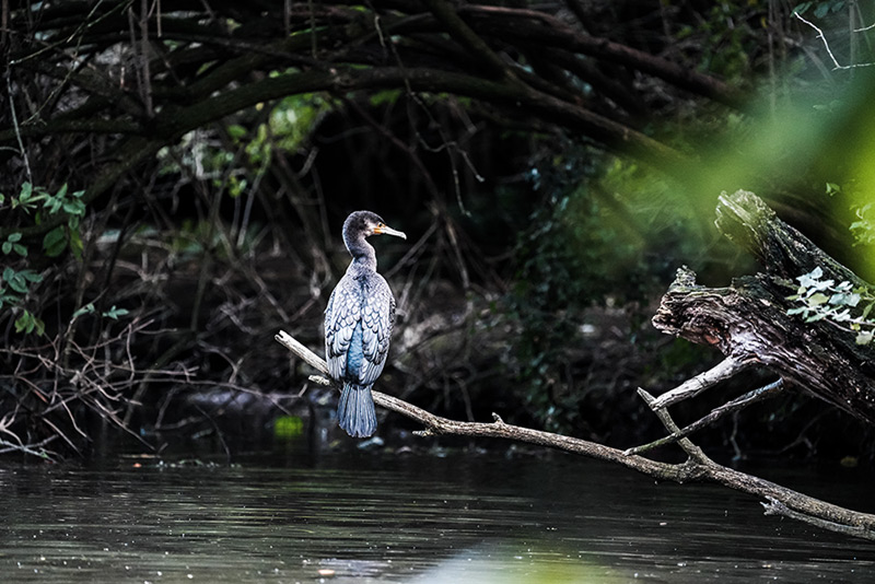 sony-a7-iv-sample-photo1 sony-a7-iv-sample-photo1