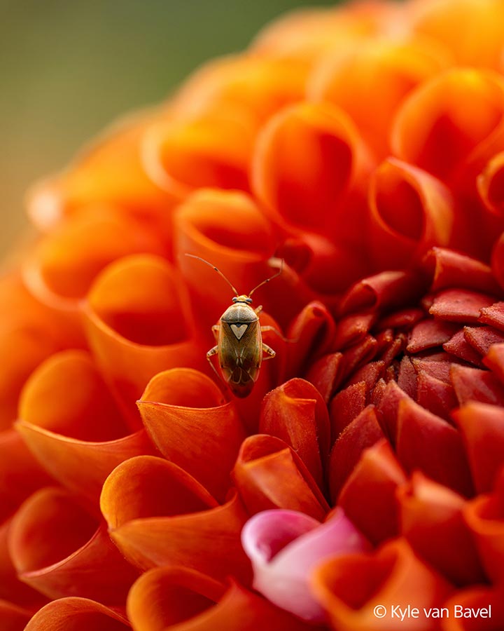 sony-fe-100mm-f28-macro-gm-sample-03 sony-fe-100mm-f28-macro-gm-sample-03