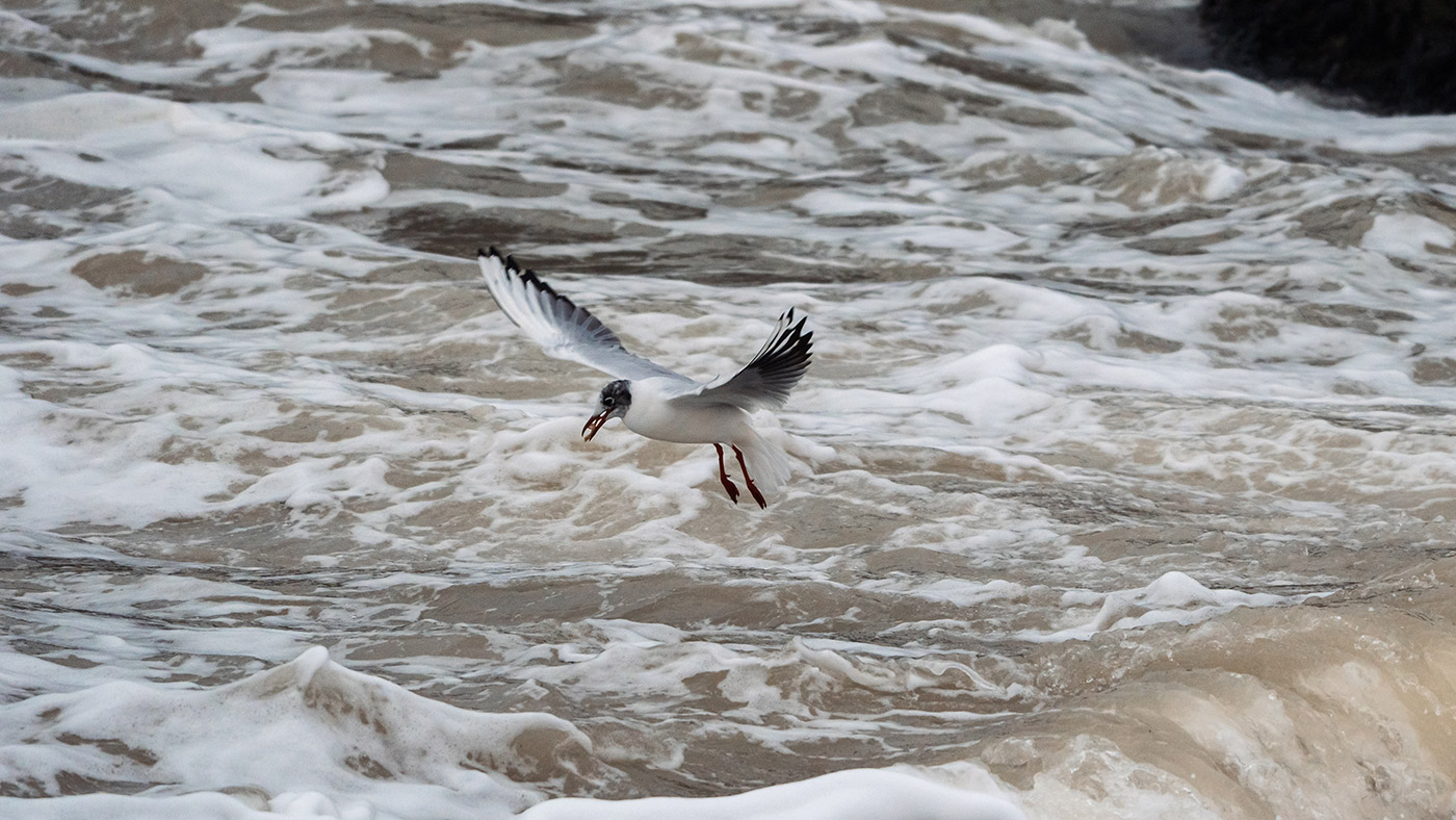 sony-fe-400-800mm-sample-05 sony-fe-400-800mm-sample-05