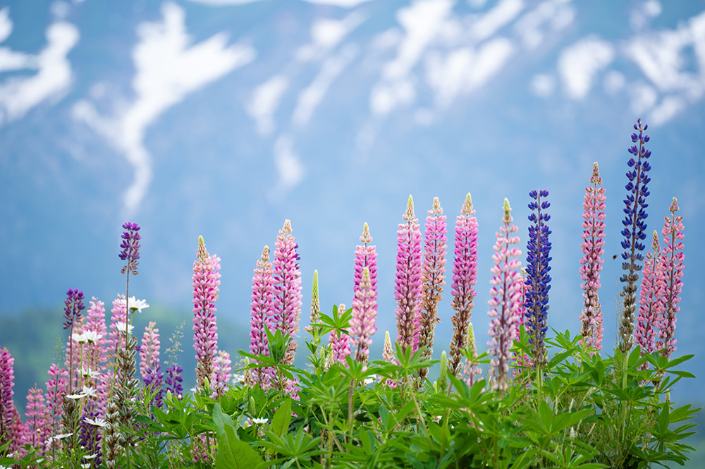 tamron-70-300mm-sample-photo2