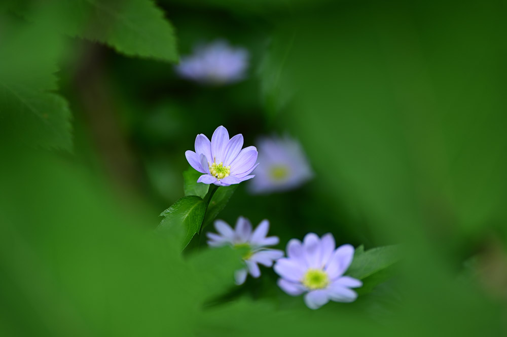 tamron-70-300mm-sample-photo4