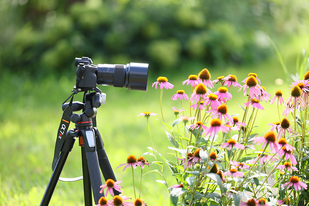 tamron-90mm-macro-mirrorless-04 tamron-90mm-macro-mirrorless-04