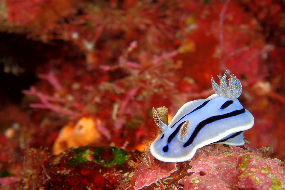 tough-tg-7-sample-image-01