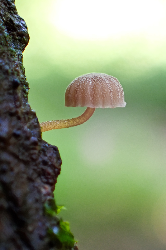 tough-tg-7-sample-image-02