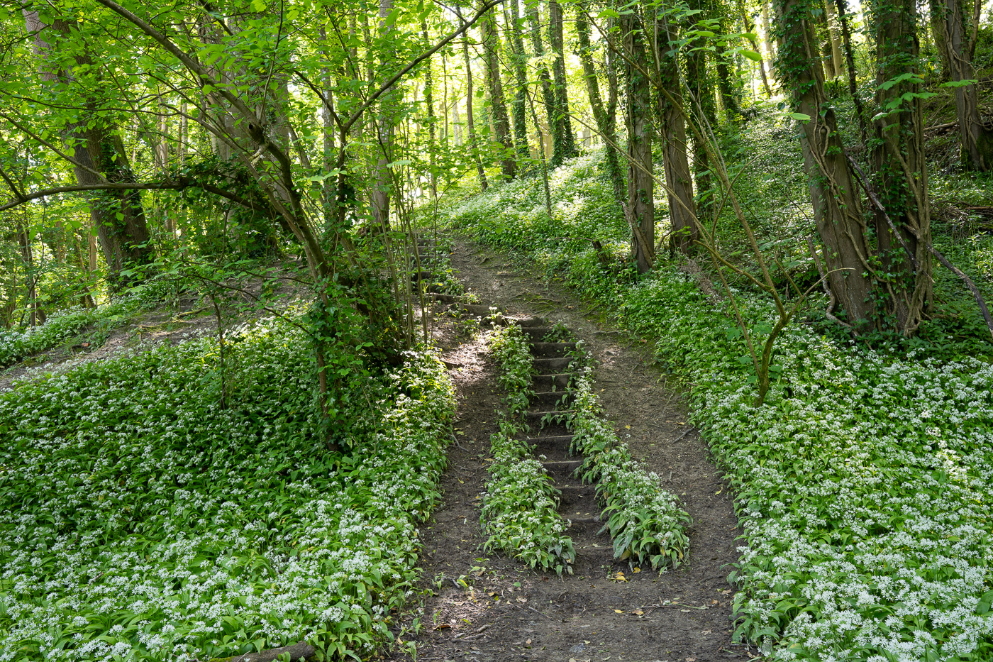 wild-garlic-landscape-DSC0484 wild-garlic-landscape-DSC0484