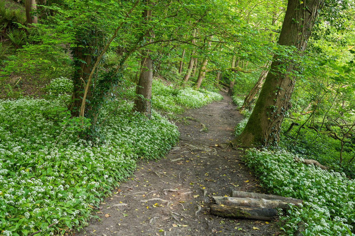 wild-garlic-path-landscape-DSC1510 wild-garlic-path-landscape-DSC1510