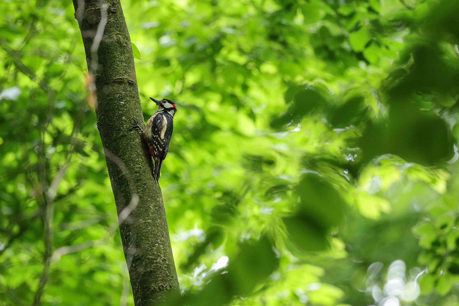 Woodpecker